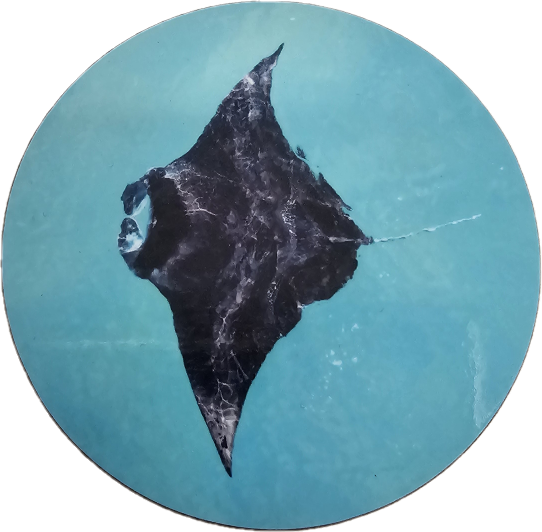 MANTA RAY COASTERS